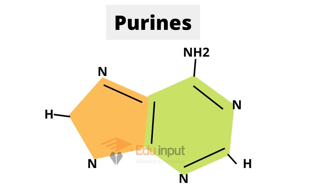 image showing purine nitrogenous bases