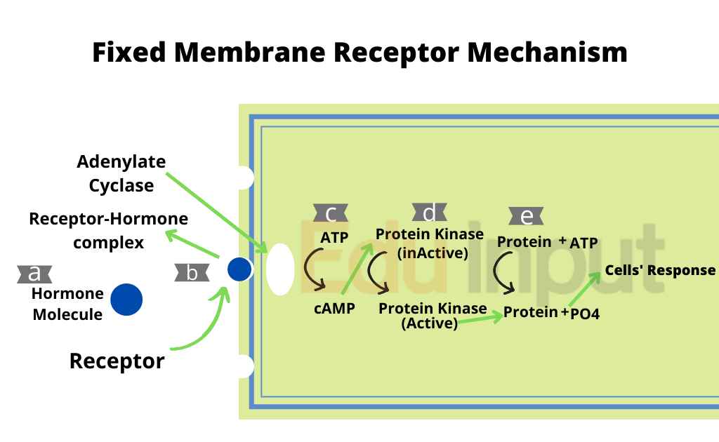 image representing fixed membrane receptor mechanism