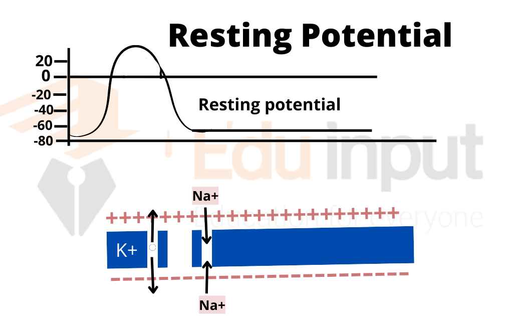 image showing graphical representation of resting membrane potential