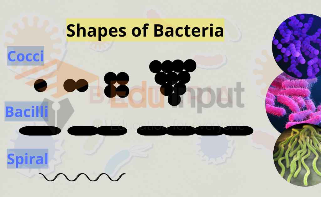image showing shapes of bacteria