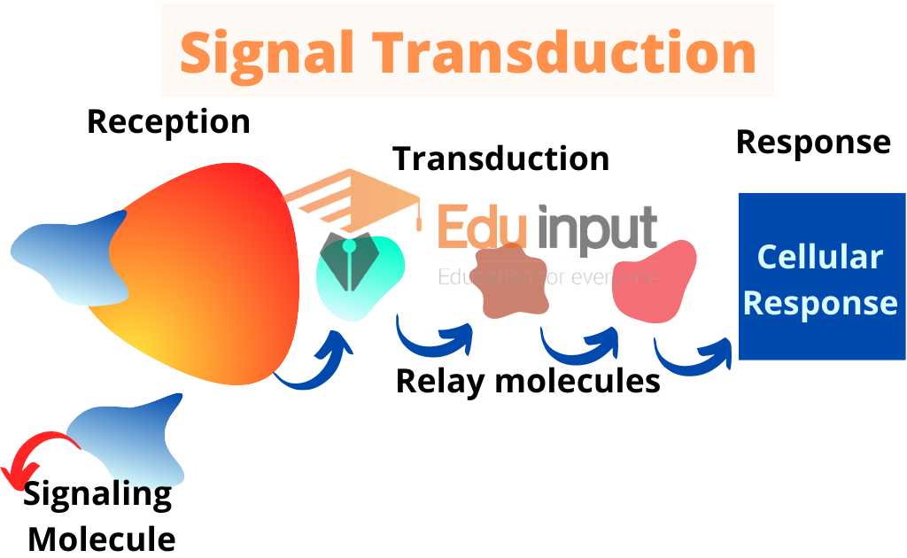 image representing procedure of molecule transduction