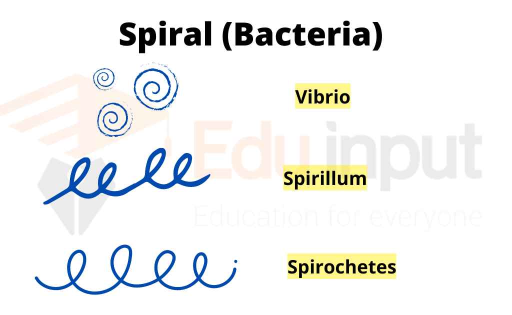 image showing Spiral-Bacteria_