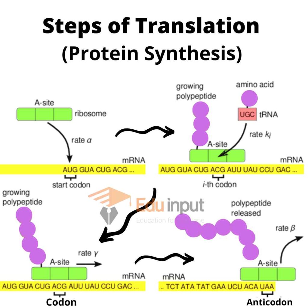 image showing step by step Synthesis of Protein