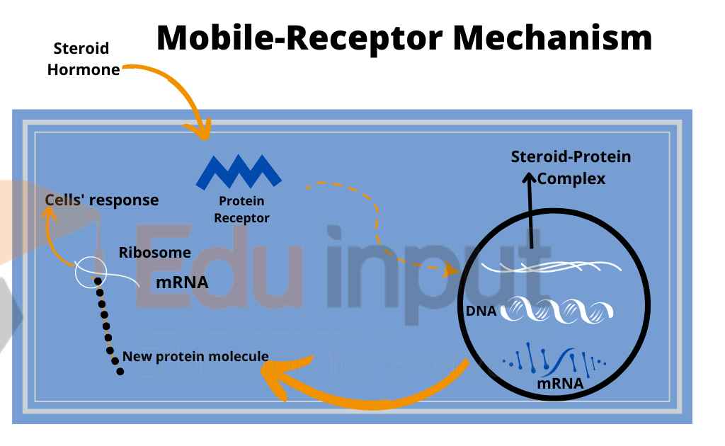 image representing mobile receptor mechanism
