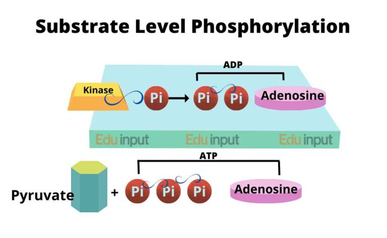 ATP Synthesis Pathway | Substrate Level Phosphorylation | Mechanism of ...