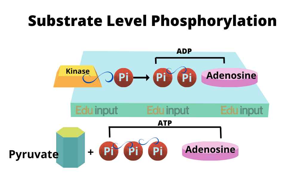 image showing a schematic diagram of substrate-level phosphorylation