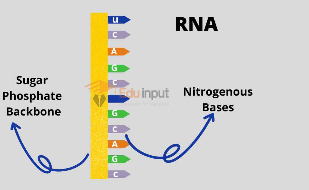 image showing RNA composition