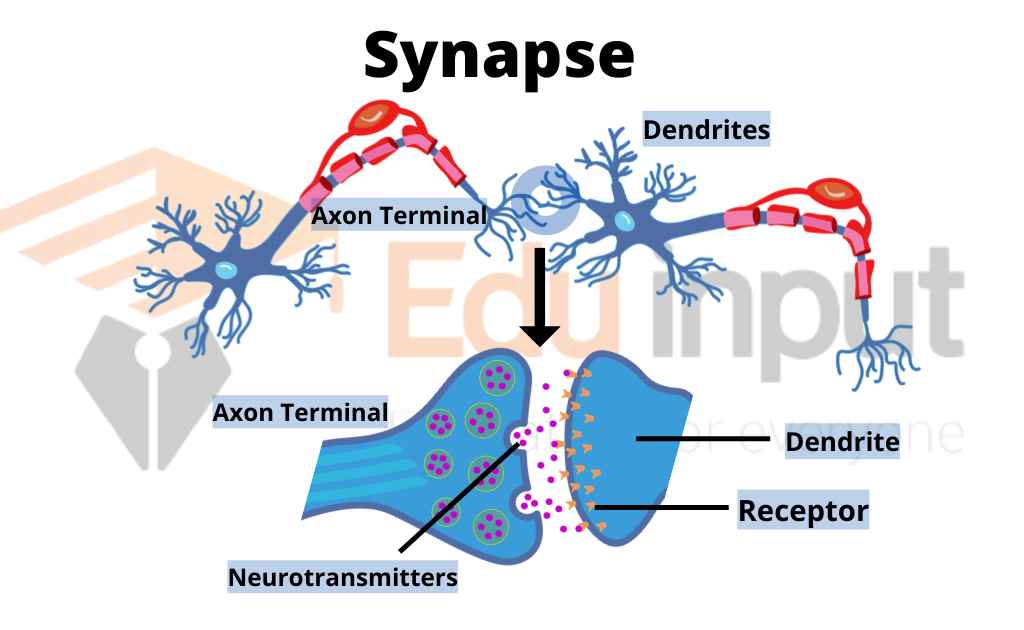 Image showing synapse between two neurons
