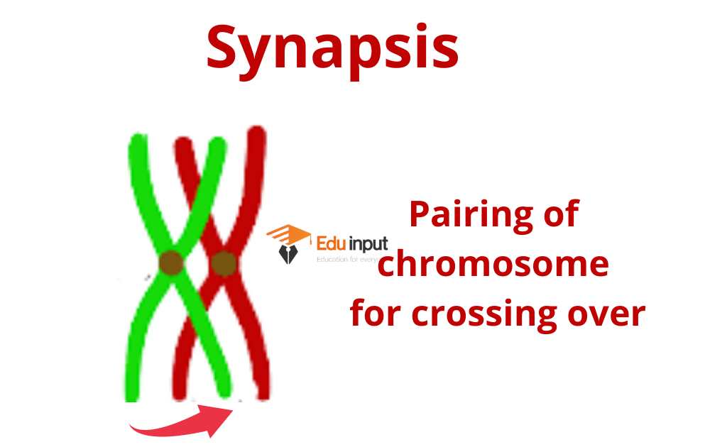 image showing synapsis process