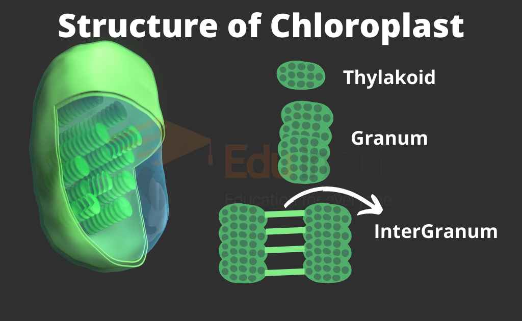 image representing structure of chloroplasdt