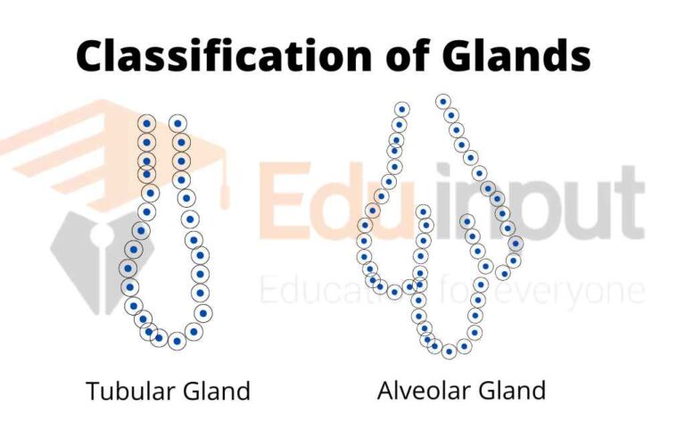 Tubular Gland 11zon 768x473 