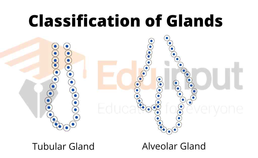 Image representing tubular and alveolar glands