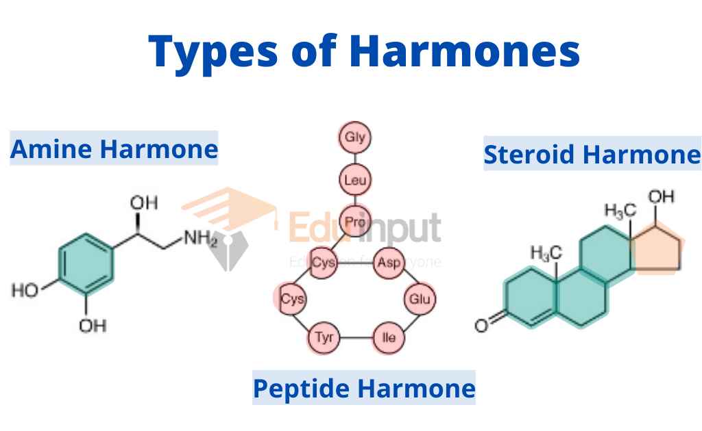 image representing types of hormones