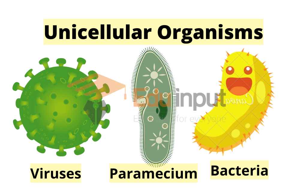 examples of unicellular organisms
