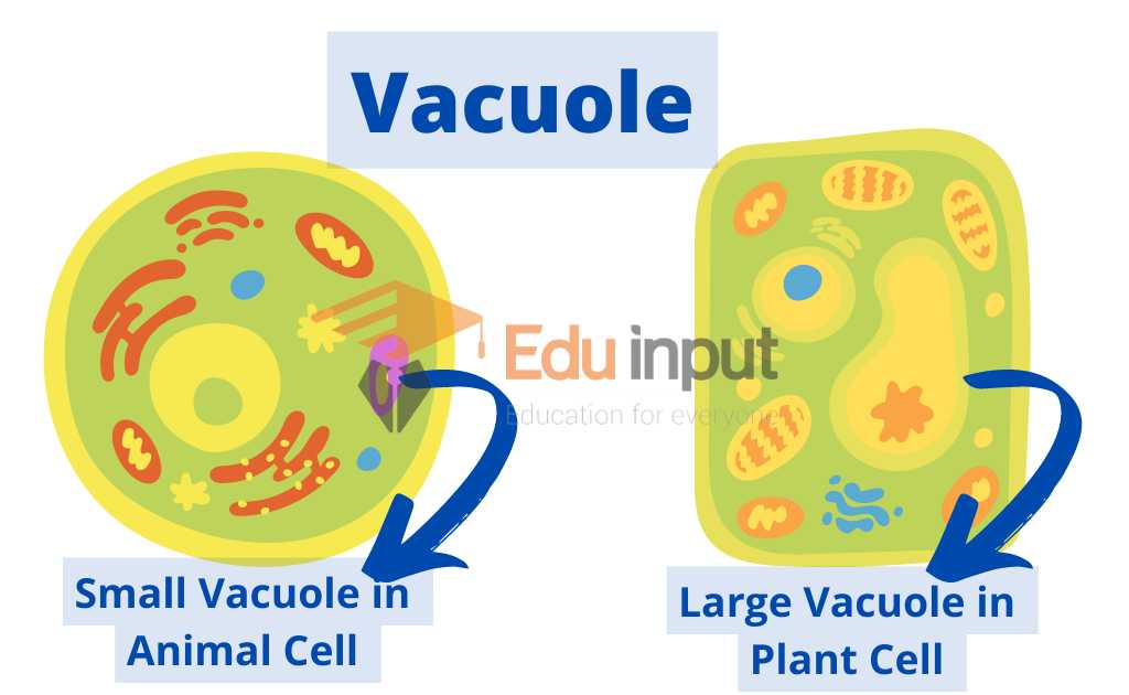image showing vacuole size