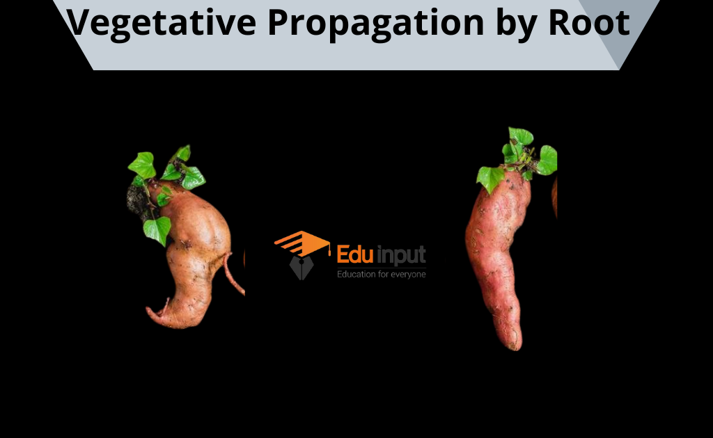 image showing vegetative growth by root