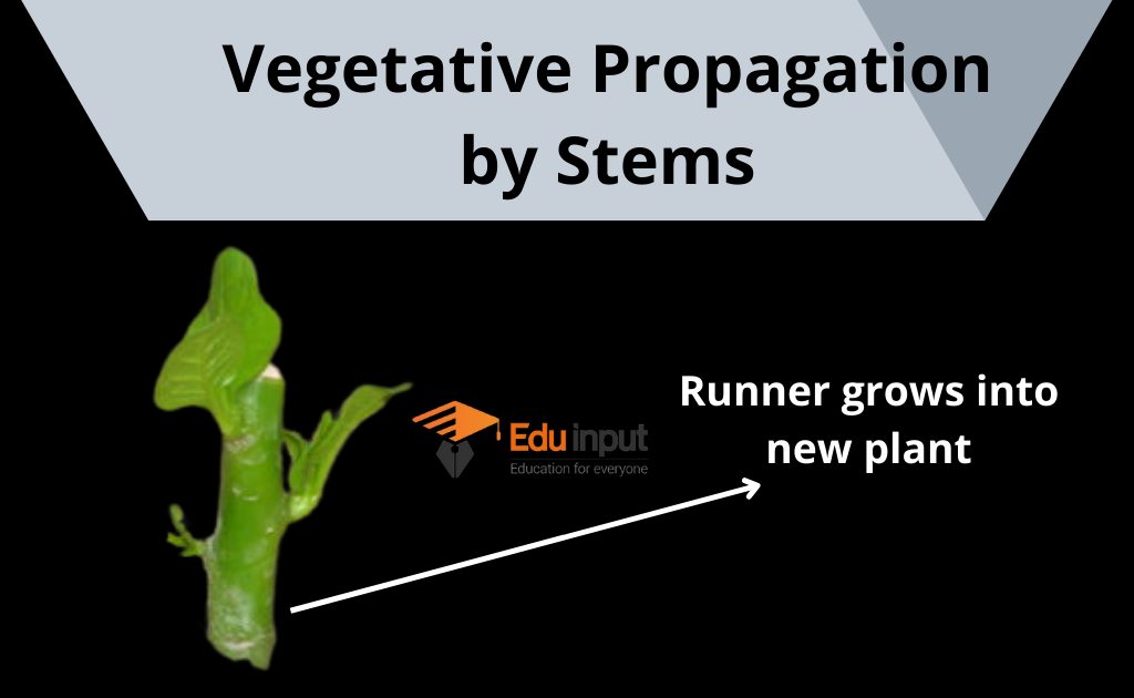 image showing vegetative propagation through stem