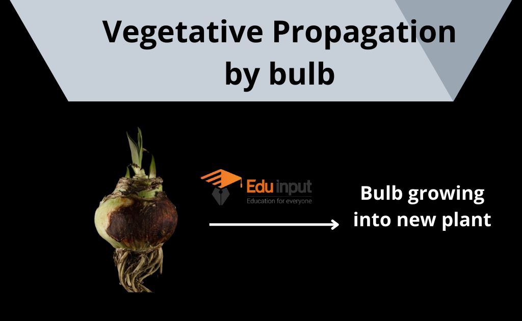 image showing vegetative growth by bulb