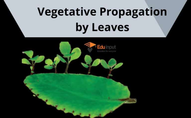 What Is Vegetative Propagation?-Definition, Types, And Examples