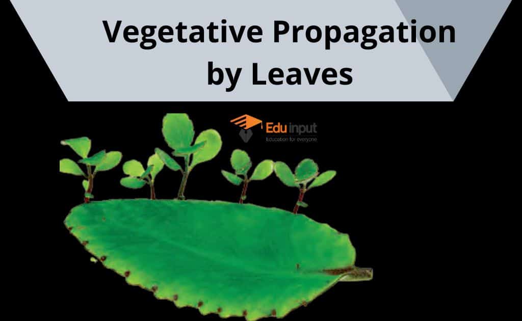 What is Vegetative Propagation?Definition, Types, And Examples