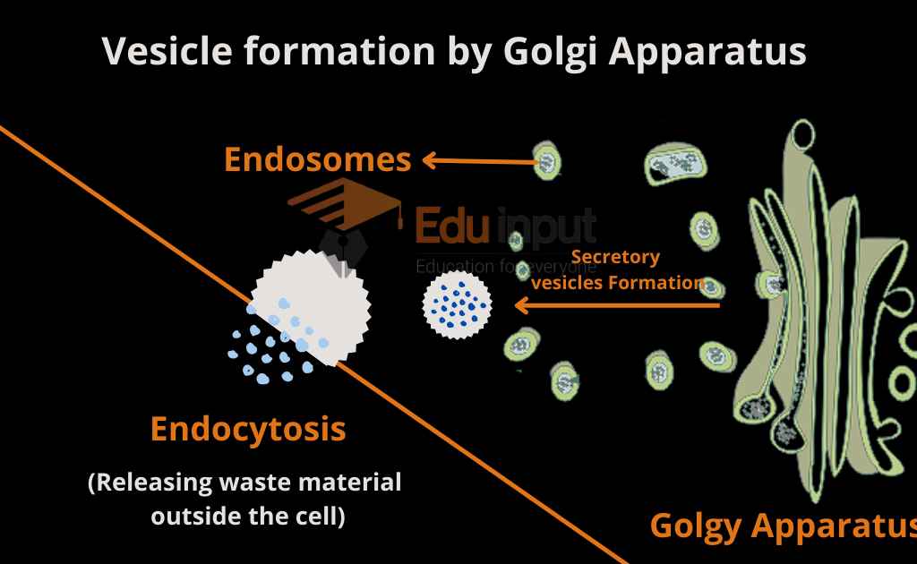 image showing vesicle formation by Golgi apparatus