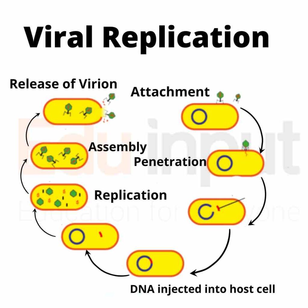 image showing reproduction in viruses