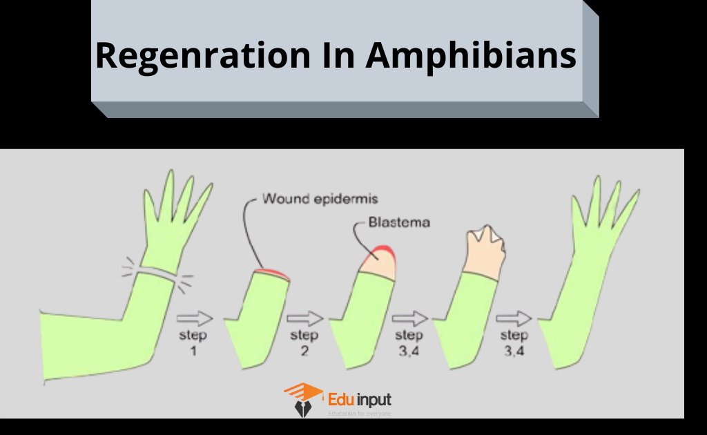 image showing regeneration in amphibians.