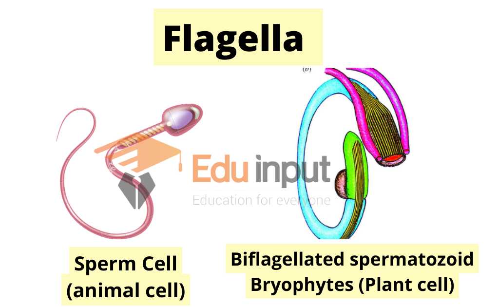 image showing flagelated cell