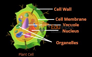image showing nucleus in plant cell