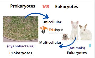 image showing cell structure of prokaryotes and eukaryotes