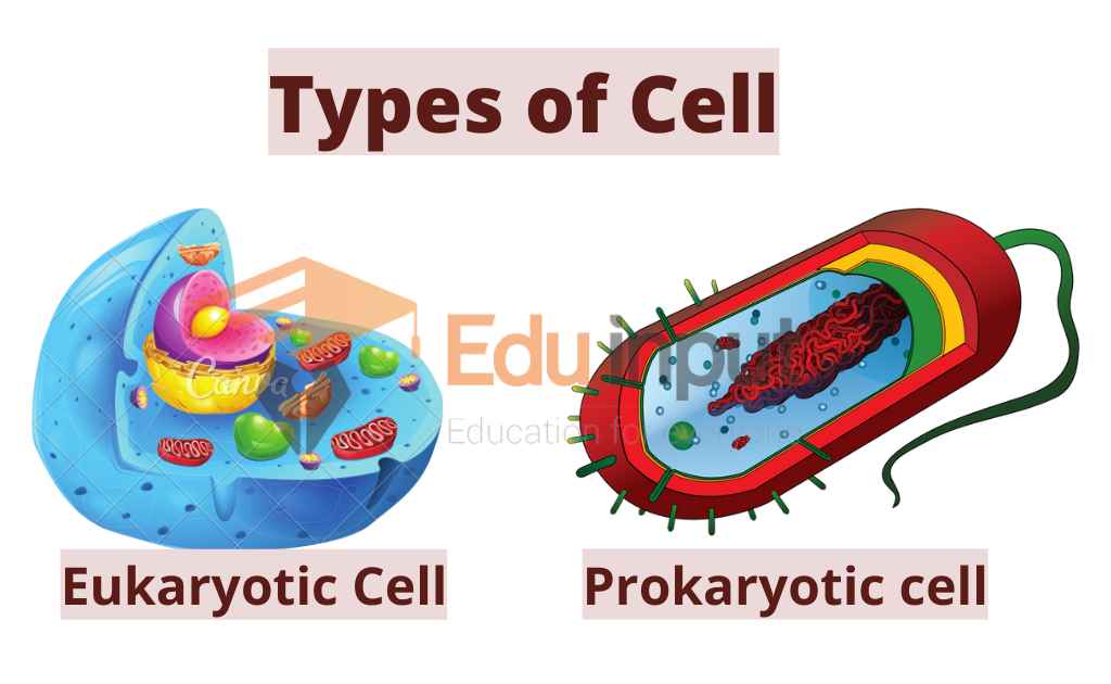 image showing types of cell