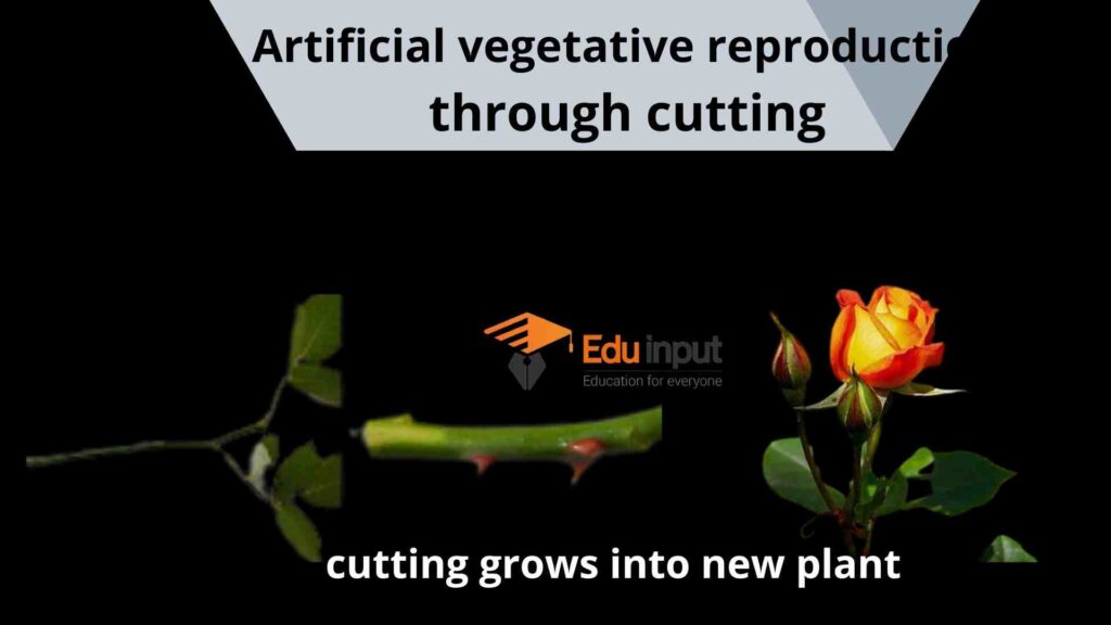 image showing growth of new plant through cutting