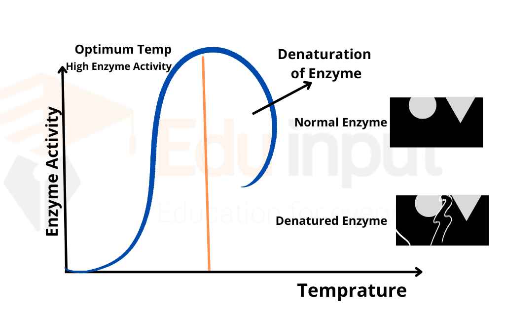 feature image of effect of temperature or enzyme structure