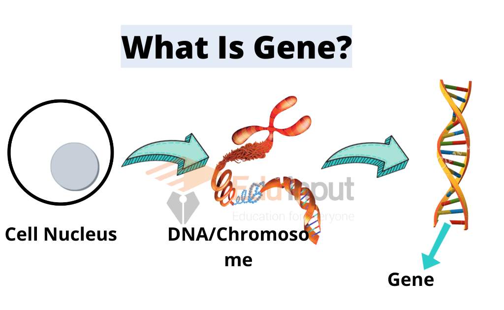 image showing genes