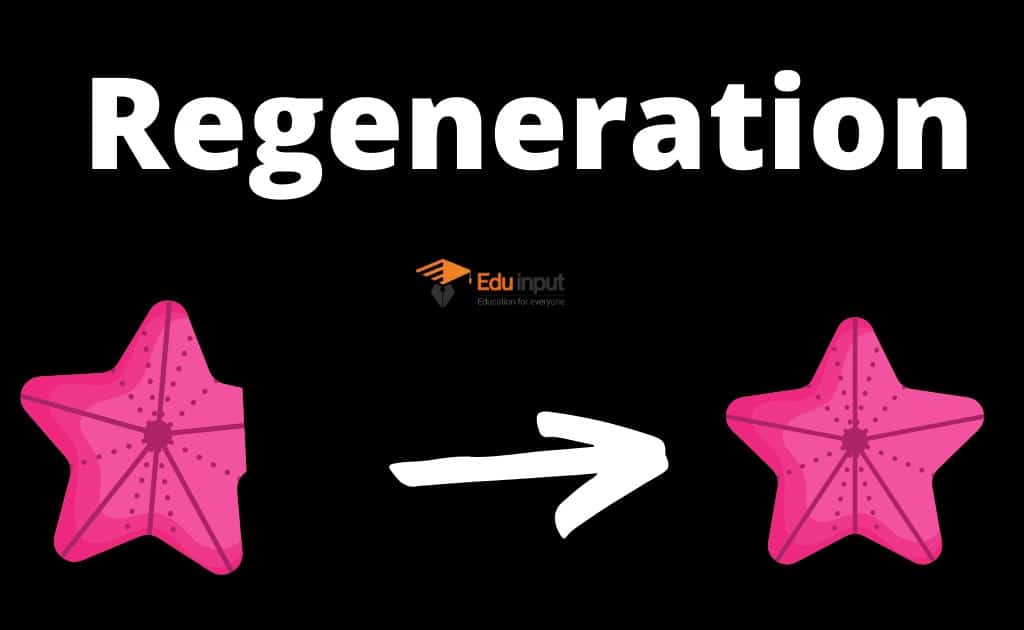 What Is Regeneration Definition And Examples