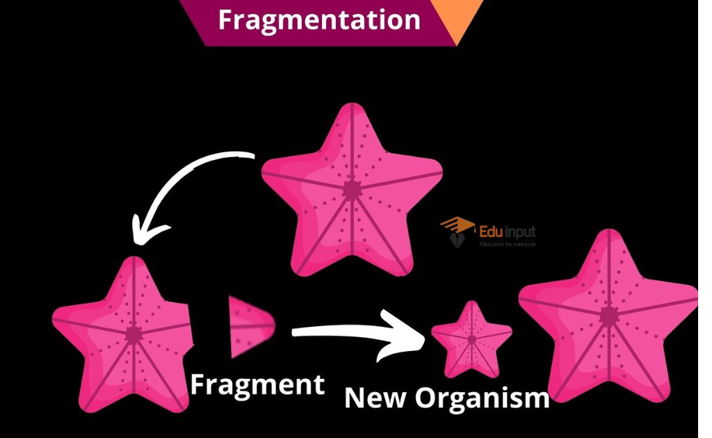 image showing the fragmentation