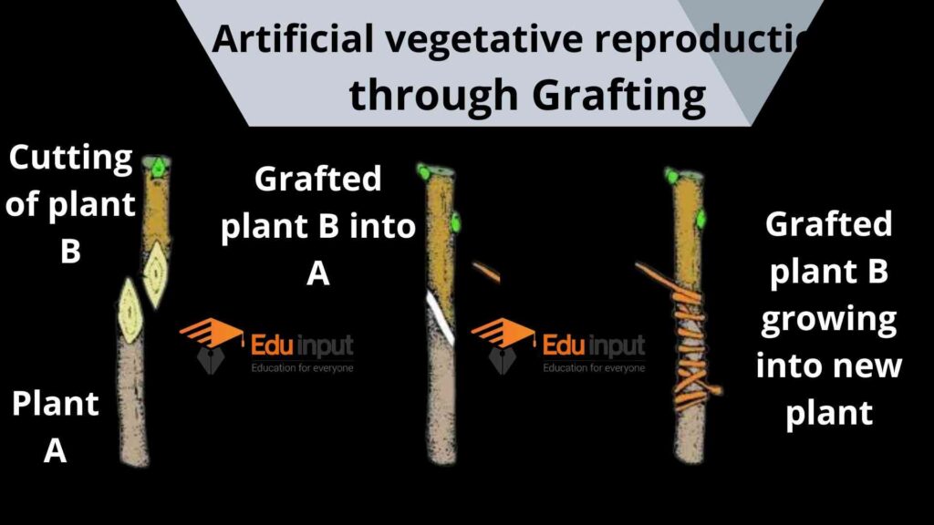 image showing growth of plant by grafting