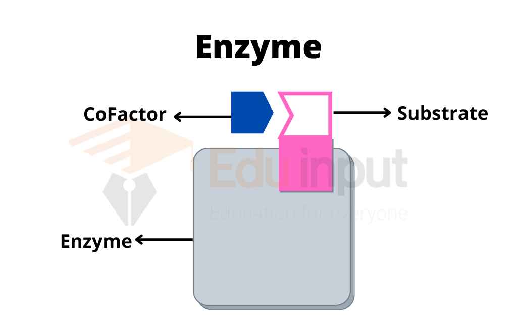 Image showing general structure of an enzyme