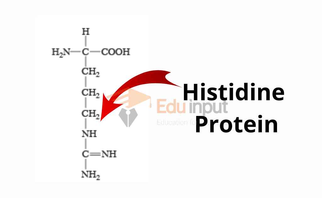 image showing histidine protein composition