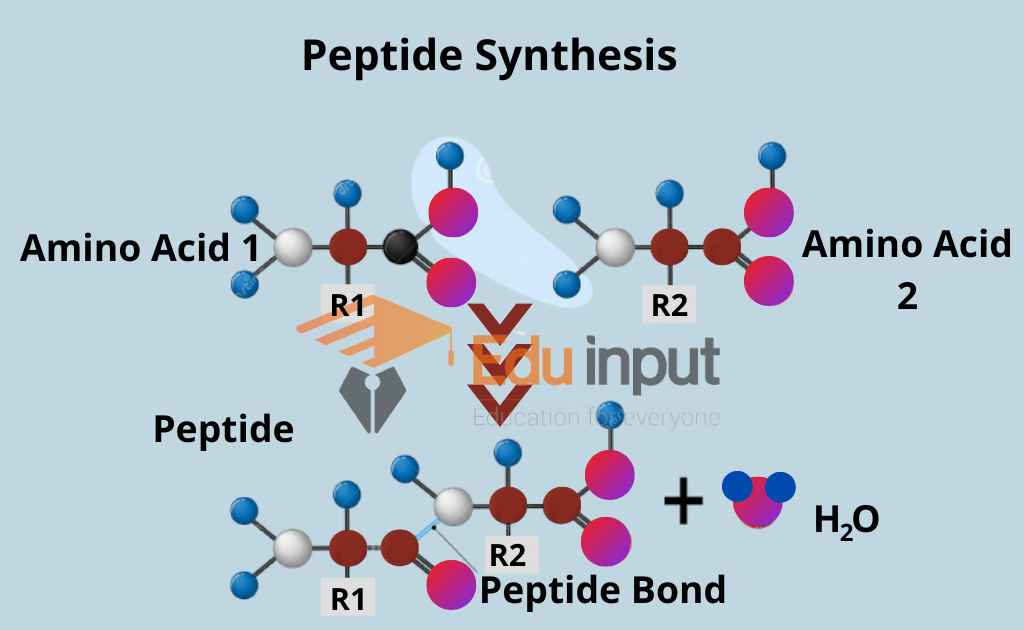 image representing di-peptide bond