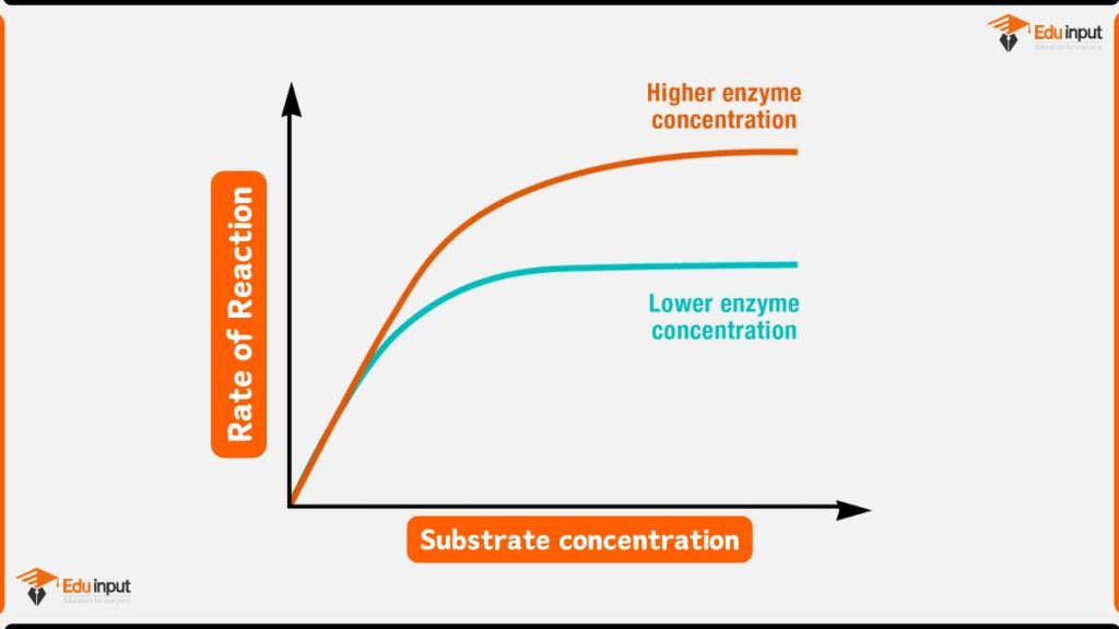 image of Reaction rate plateau caused by Enzyme vs. Substrate