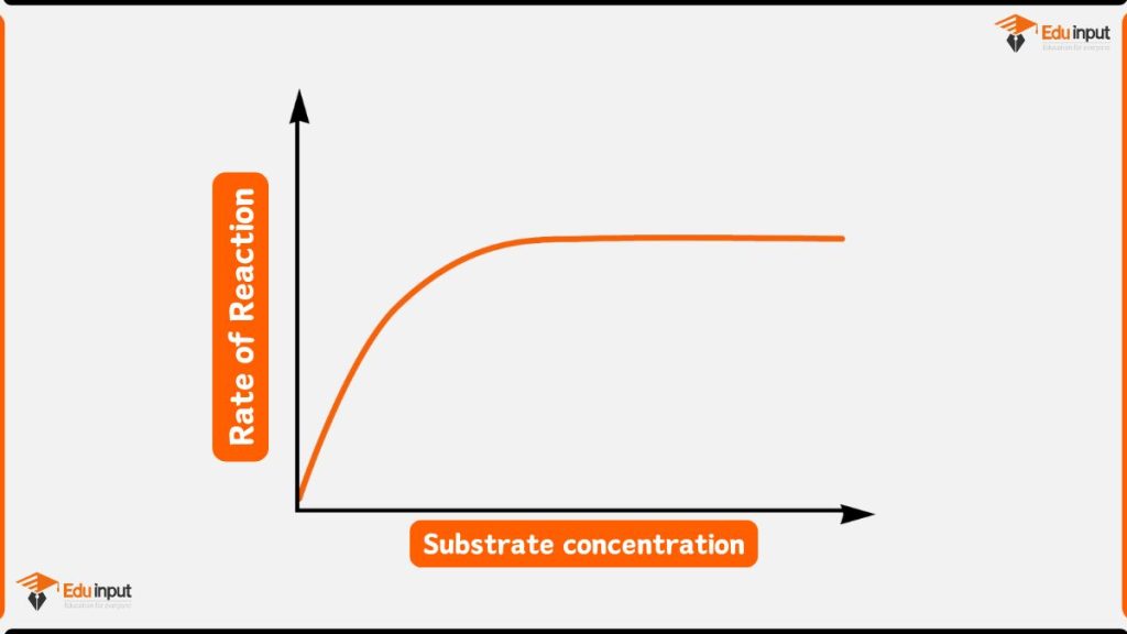 image of Reaction rate plateau caused by enzyme saturation