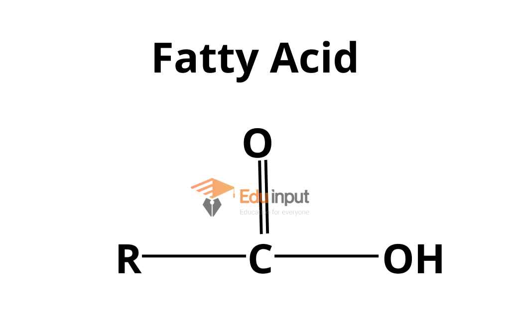 image shoeing structure of fatty acid in lipids