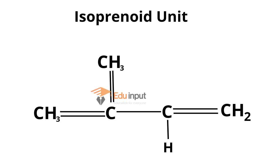 image showing composition of isoprenoid unit in terpenoids