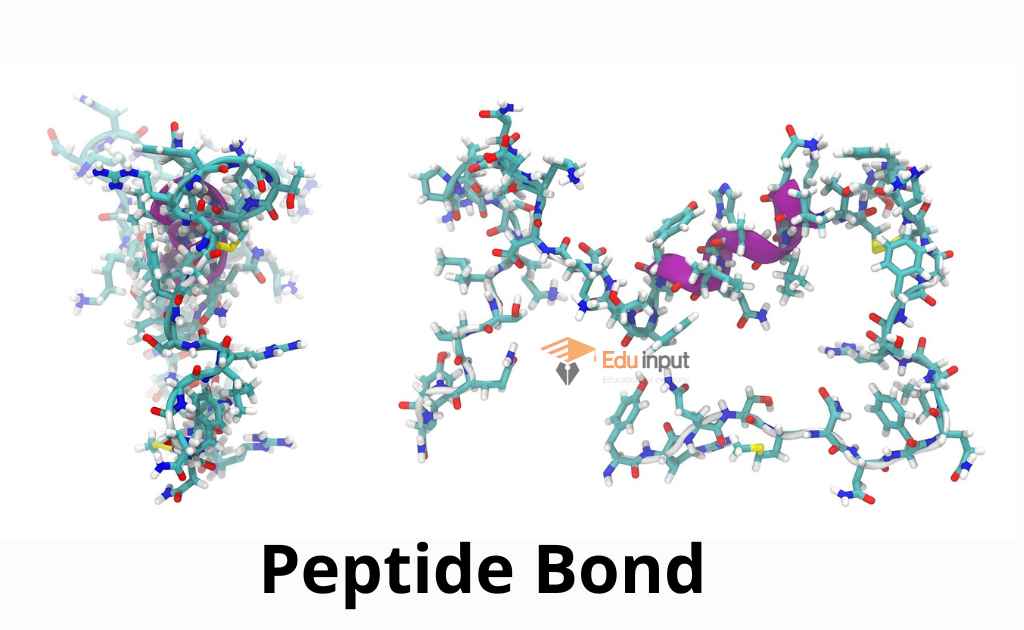 Image of peptide bond in proteins