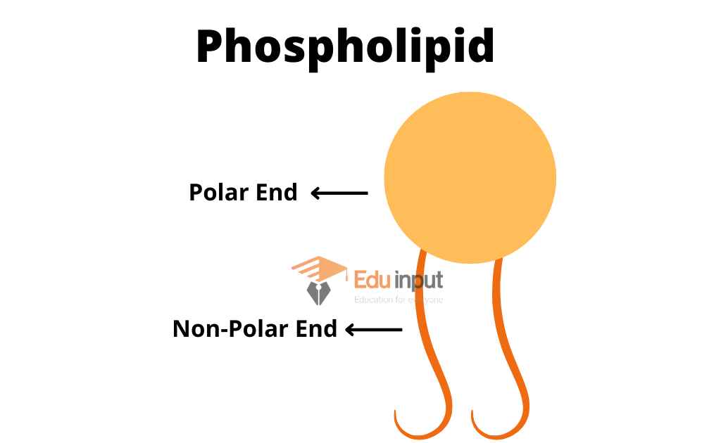 image showing phopholipids