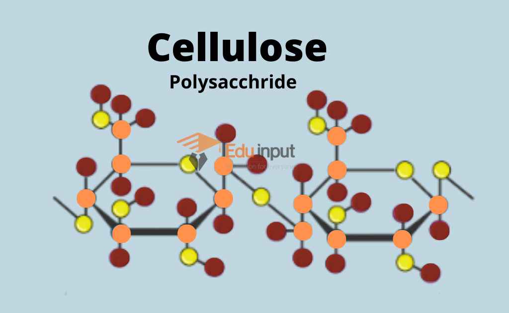 image showing complex carbohydrate cellulose