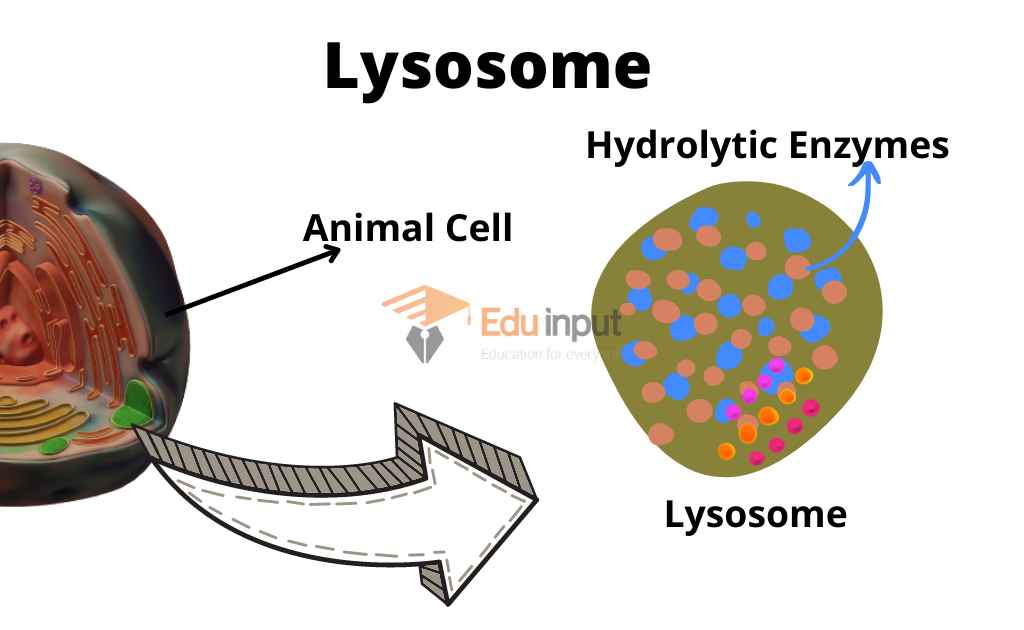 image showing lysosme structure in human cell