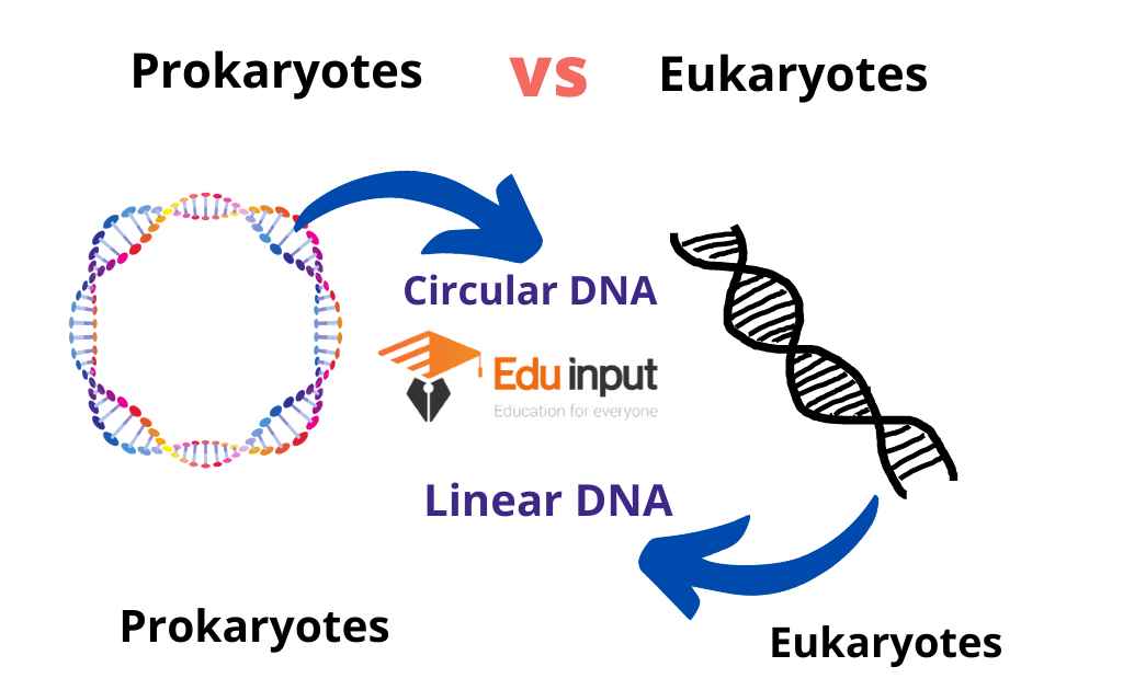 image showing circular DNA in prokaryotes