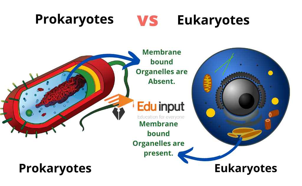 image showing membrane-bound organelles in eukaryotes